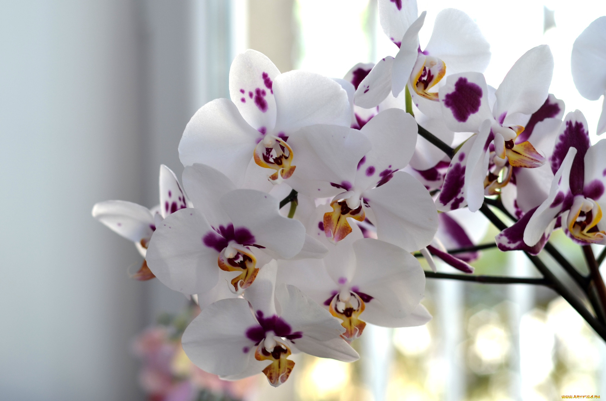Flowers orchids. Фаленопсис Мунлайт. Фаленопсис Торино. Торино Орхидея фаленопсис.